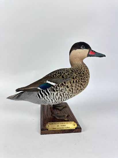 Sarcelle bariolée (Spatula versicolor) (NR)...