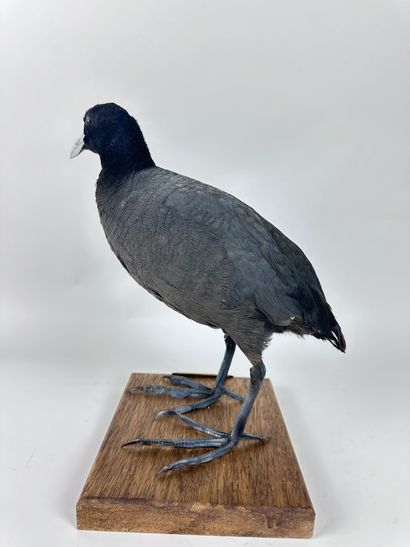 Foulque ardoisée (fulica ardesiaca) (NR)...