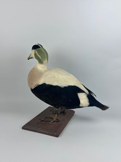 Eider à duvet d’Europe (Somateria mollissima...