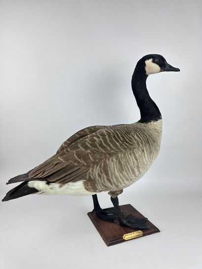 Bernache du Canada (Branta canadensis canadensis)...