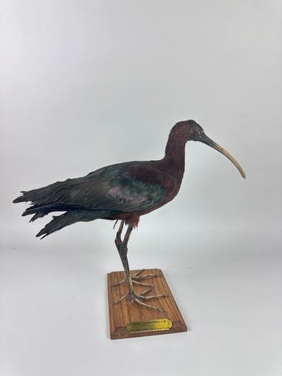 Ibis falcinelle (Plegadis falcinellus) (CE)...