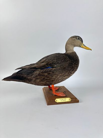 Canard noir ou Canard noirâtre (Anas rubripes)...