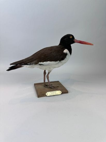 Huîtrier d’Amérique (Haematopus palliatus)...