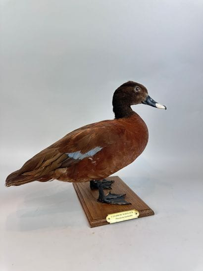 Canard de Hartlaub ou en synonymie Ptéronette...