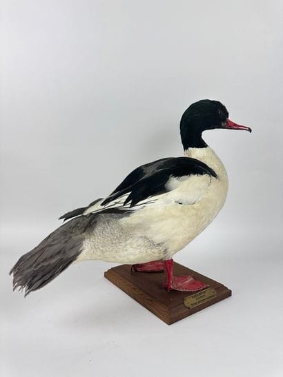 Harle bièvre (Mergus merganser) (CE) : spécimen...