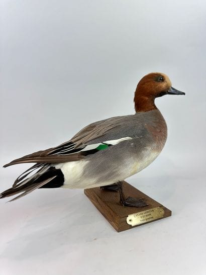 Canard siffleur (Anas penelope) (CH) : spécimen...