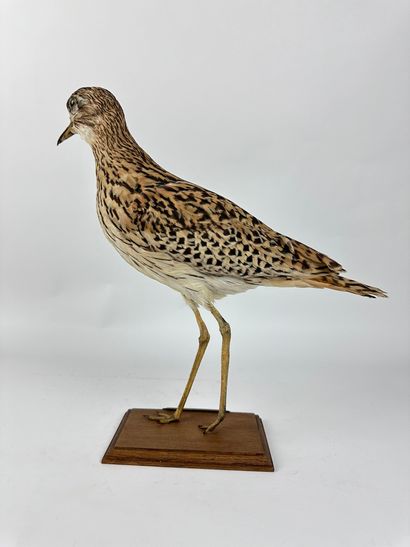 Oedicnème du Sénégal (Burhinus senegalensis)...