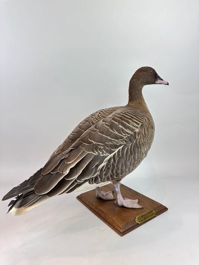 Oie à bec court (Anser brachyrhynchus) (CE)...