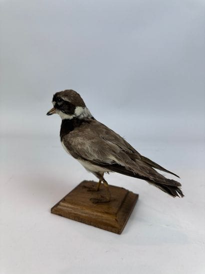 Grand gravelot (Charadrius hiaticula) (CE)...