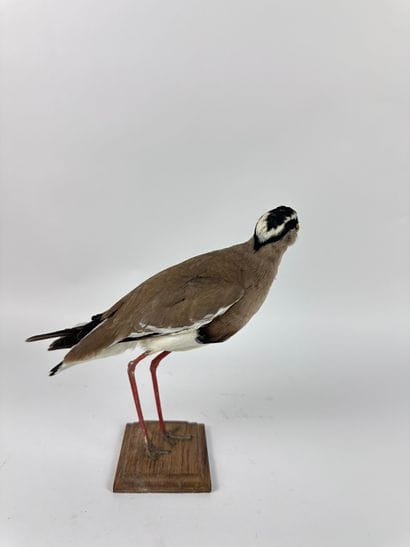 Vanneau couronné (Vanellus coronatus) (NR)...