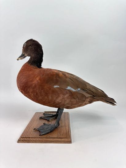 Canard de Hartlaub ou en synonymie Ptéronette...