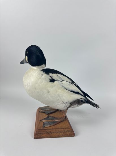 Garrot à œil d’or (Bucephala clangula americana)...