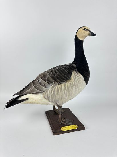 Bernache nonnette (Branta leucopsis) (CE)...