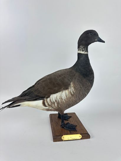 Bernache cravant (Branta bernicla nigricans)...