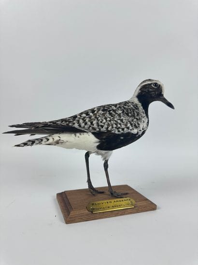 Pluvier argenté (Pluvialis squatarola) (CH)...