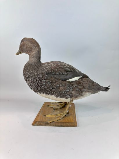 Canard vapeur magellanique (Tachyeres pteneres)...