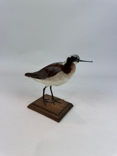 Phalarope de Wilson (Phalaropus tricolor)...