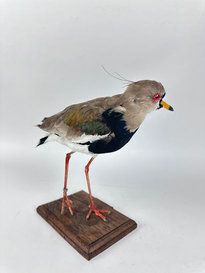 Vanneau téro (Vanellus chilensis) (NR) bagué...