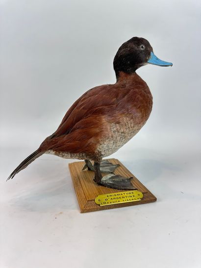 Erismature d’Argentine (Oxyura vittata) (NR)...