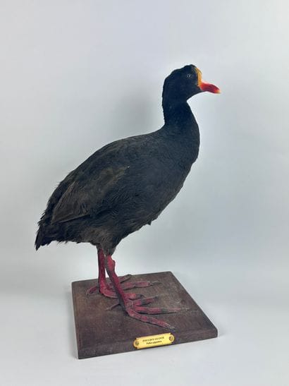 Foulque géante (Fulica gigantea) (NR) : spécimen...