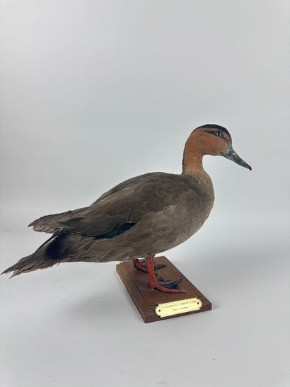 Canard des Philippines (Anas luzonica) (NR)...