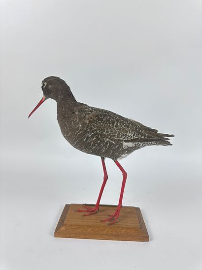 Chevalier arlequin (Tringa erythropus) (CH)...