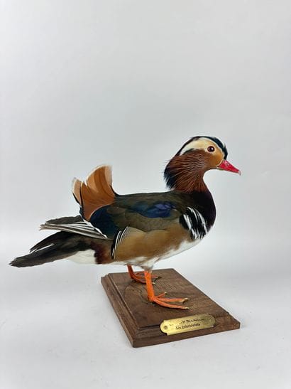 Canard mandarin (Aix galericulata) (D) :...