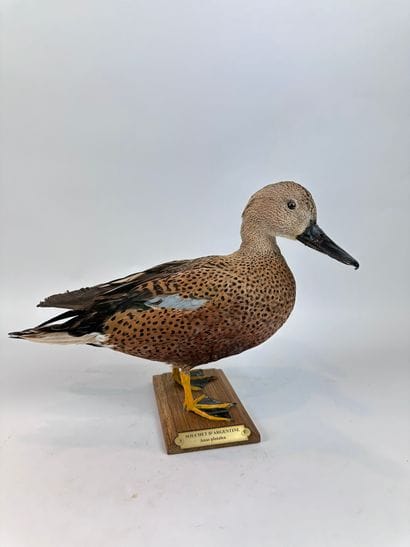 Canard spatule ou en synonymie souchet d’Argentine...