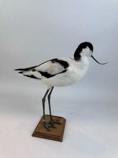 Avocette élégante (Recurvirostra avosetta)...