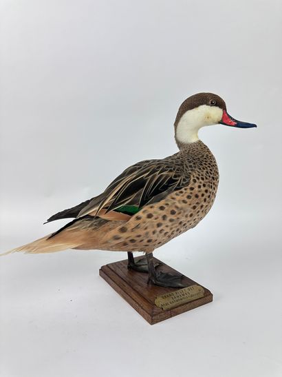 Canard des Bahamas ou en synonymie Pilet...