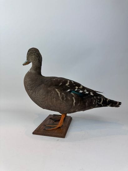 Canard noirâtre ou en synonymie Canard tacheté...