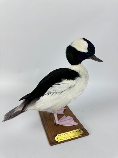 Garrot albéole (Bucephala albeola) (CE) :...