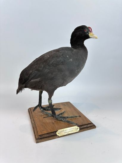 Foulque ardoisée (fulica ardesiaca) (NR)...