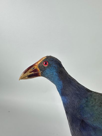 Talève sultane (Porphyrio porphyrio) (CE)...