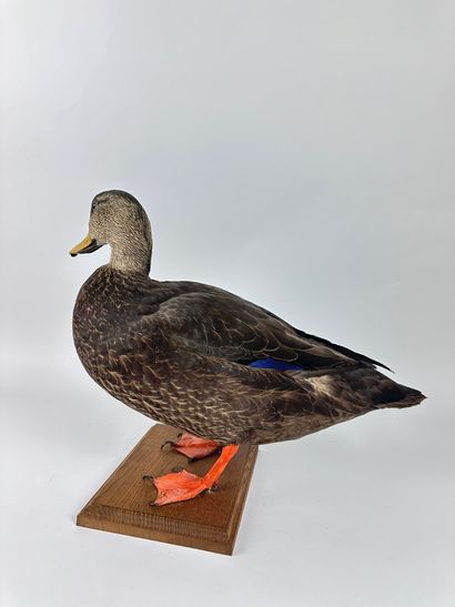 Canard noir ou Canard noirâtre (Anas rubripes)...