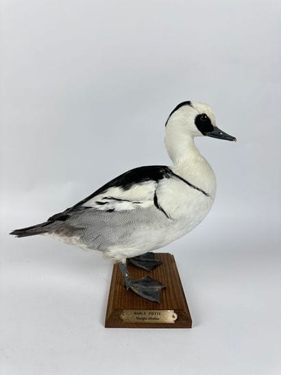 Harle piette (Mergellus albellus) ou en synonymie...
