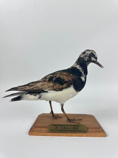 Tournepierre à collier (Arenaria interpres)...