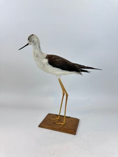 Echasse blanche (Himantopus himantopus) (CE)...