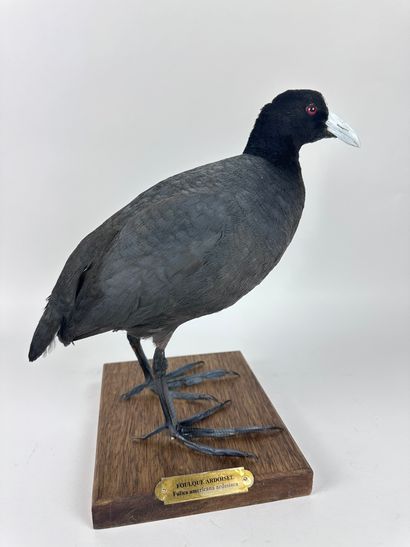 Foulque ardoisée (fulica ardesiaca) (NR)...