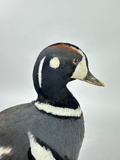 Arlequin plongeur ou Garrot arlequin (Histrionicus...