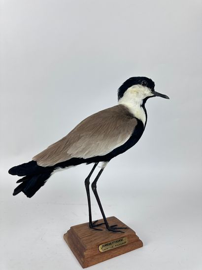 Vanneau éperonné ou Vanneau à éperons (Vanellus...