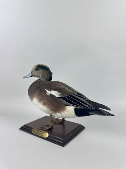 Canard siffleur d’Amérique ou en synonymie...