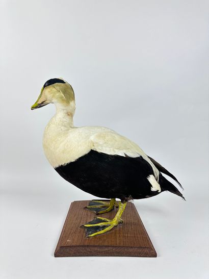 Eider à duvet (Somateria mollissima dresseri)...