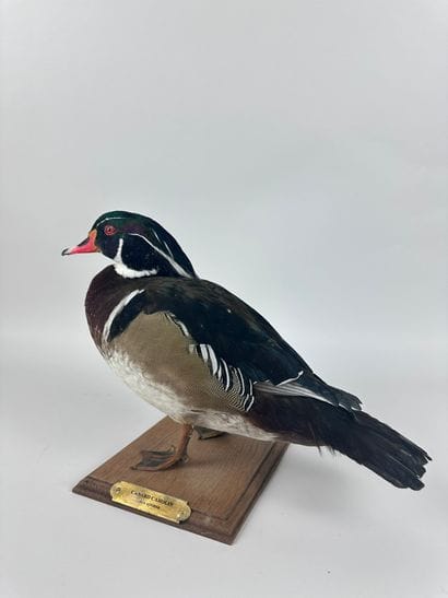 Canard carolin (Aix sponsa) (D-CH) : spécimen...