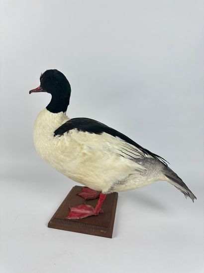 Harle bièvre (Mergus merganser) (CE) : spécimen...