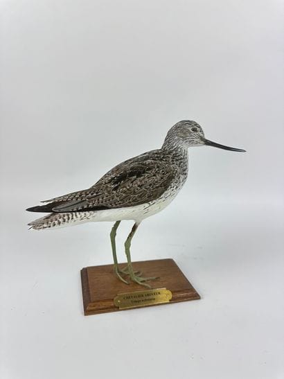 Chevalier aboyeur (Tringa nebularia) (CH)...