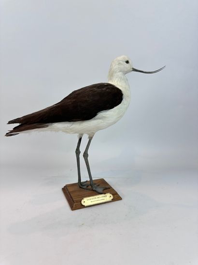Avocette des Andes (Recurvirostra andina)...