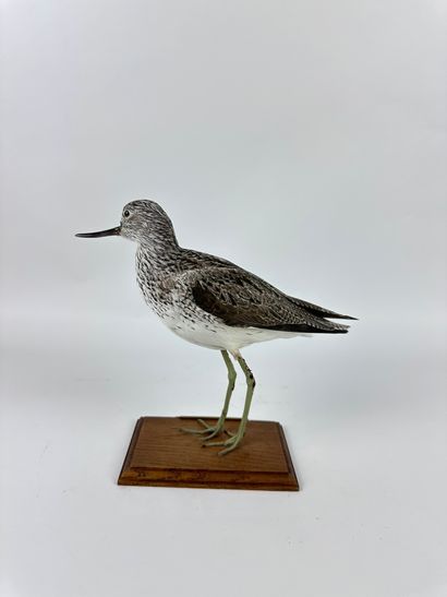 Chevalier aboyeur (Tringa nebularia) (CH)...