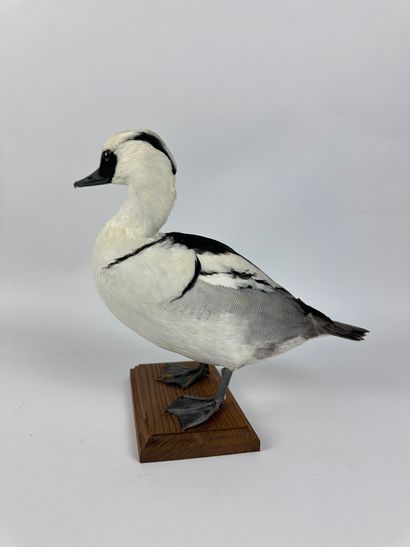 Harle piette (Mergellus albellus) ou en synonymie...