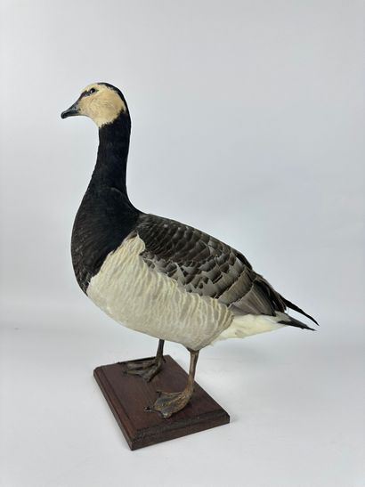 Bernache nonnette (Branta leucopsis) (CE)...